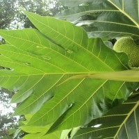 Artocarpus altilis (Parkinson) Fosberg